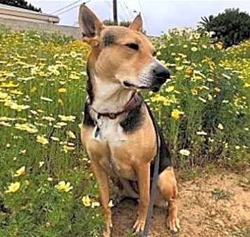 Photo of Scout