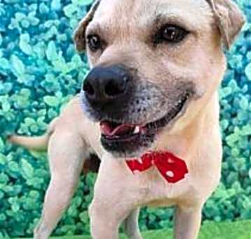 Photo of Gordy