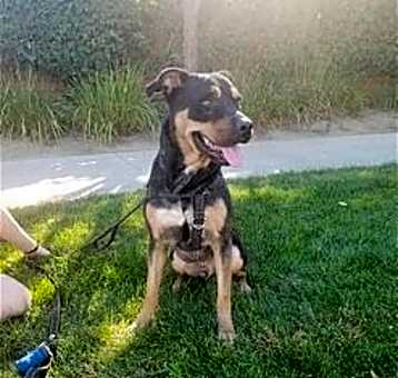 Photo of Tyson
