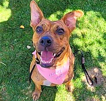 Photo of Avia
