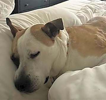 Photo of Daisy