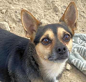 Photo of Buddy