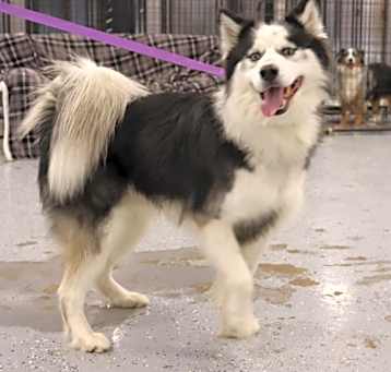 Photo of Axel
