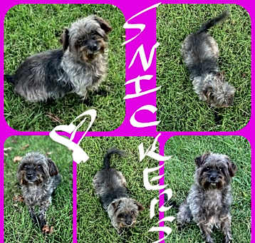 Photo of SNICKERS