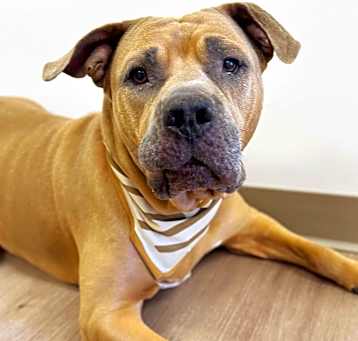 Photo of Penny