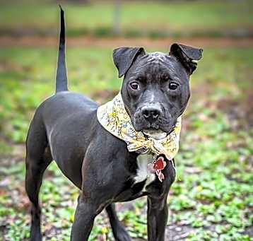 Photo of Sugar Cookie