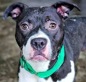 Photo of Ghost