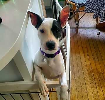 Photo of Scarlet