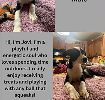 Photo of Jovi