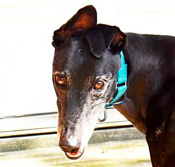 Photo of Dolly