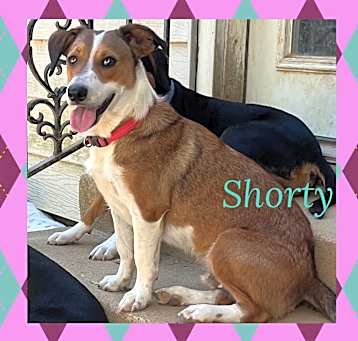 Photo of Shorty