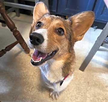 Photo of Butters - Adoption Pending!