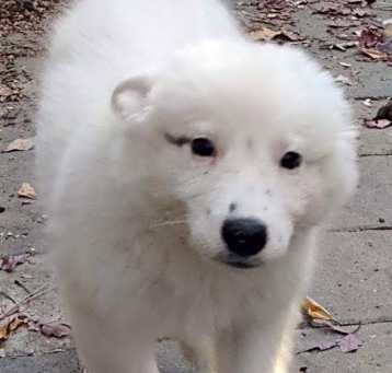Photo of Putter
