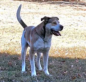 Photo of Butch
