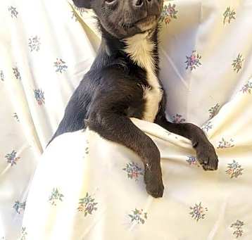 Photo of Scooter