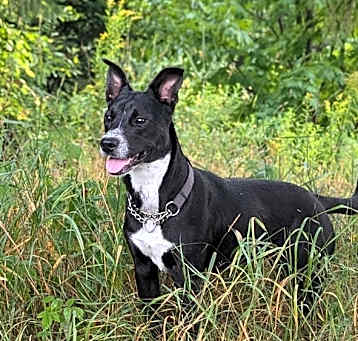 Photo of Penny