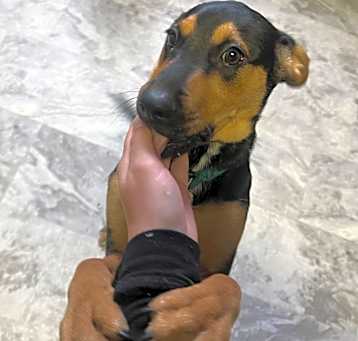 Photo of Duke (formerly Chief)