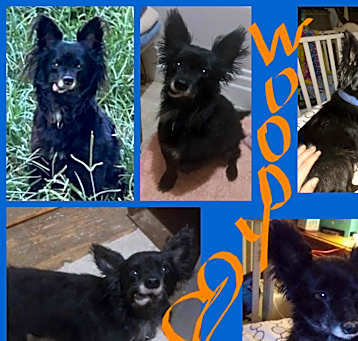 Photo of WOODY