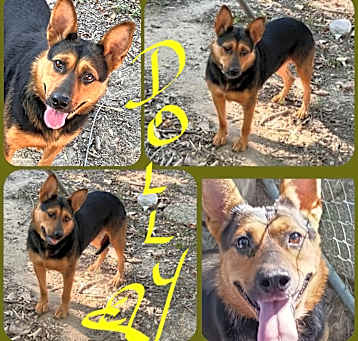 Photo of DOLLY