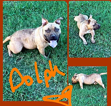 Photo of DOLPH
