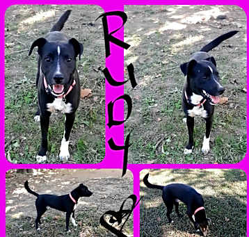 Photo of RUDY (MALE)