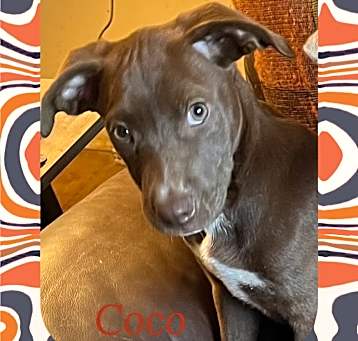 Photo of Coco