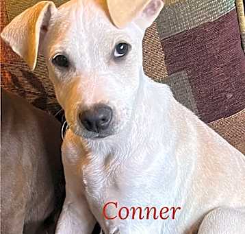 Photo of Connor