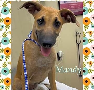 Photo of Mandy