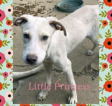 Photo of Little Princess