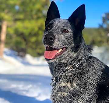 Photo of Baron