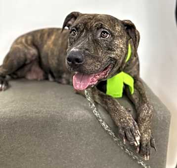 Photo of Juliet - Contact Sylva/Rachel