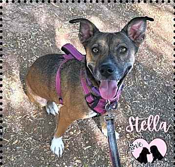 Photo of Stella