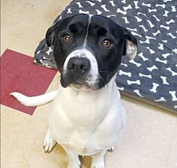 Photo of Otis