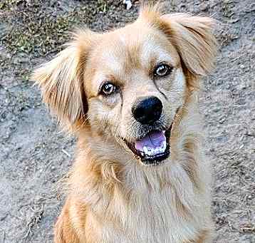 Photo of Corky