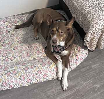 Photo of Bailey