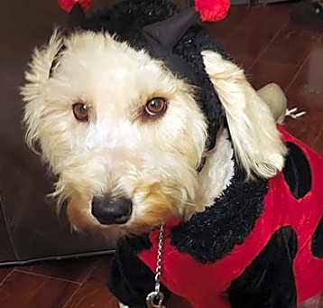 Photo of Sugar