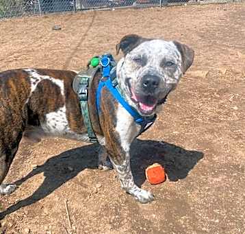 Photo of Barkley