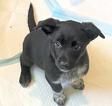 Photo of Darling Darla