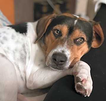 Photo of Benji