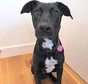 Photo of Cosmo
