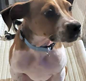 Photo of Oliver