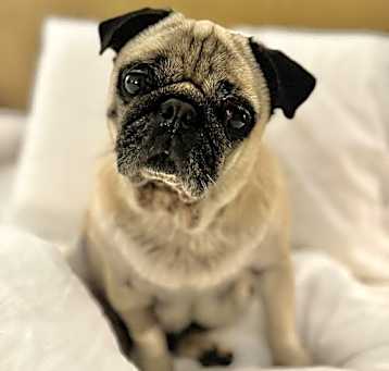 Photo of Tattie