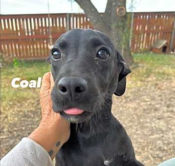 Photo of Coal