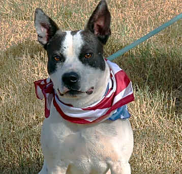 Photo of Buddy