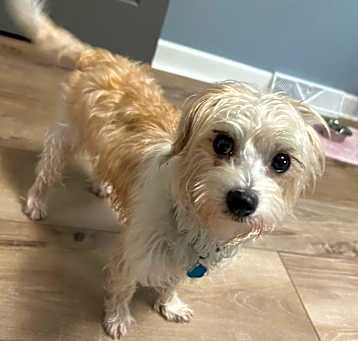 Photo of Waffles