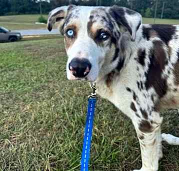 Photo of Loki