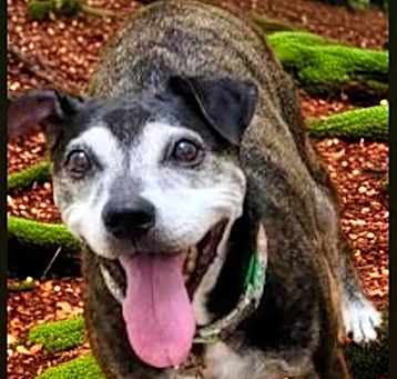 Photo of Buster