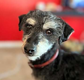 Photo of Buddy