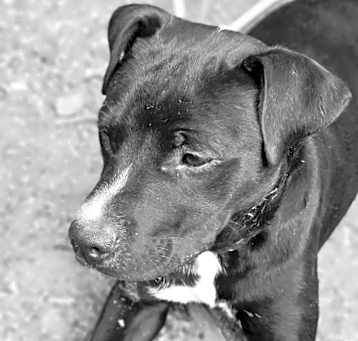 Photo of Chapo