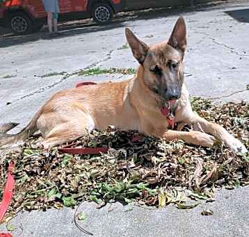 Photo of Roxy